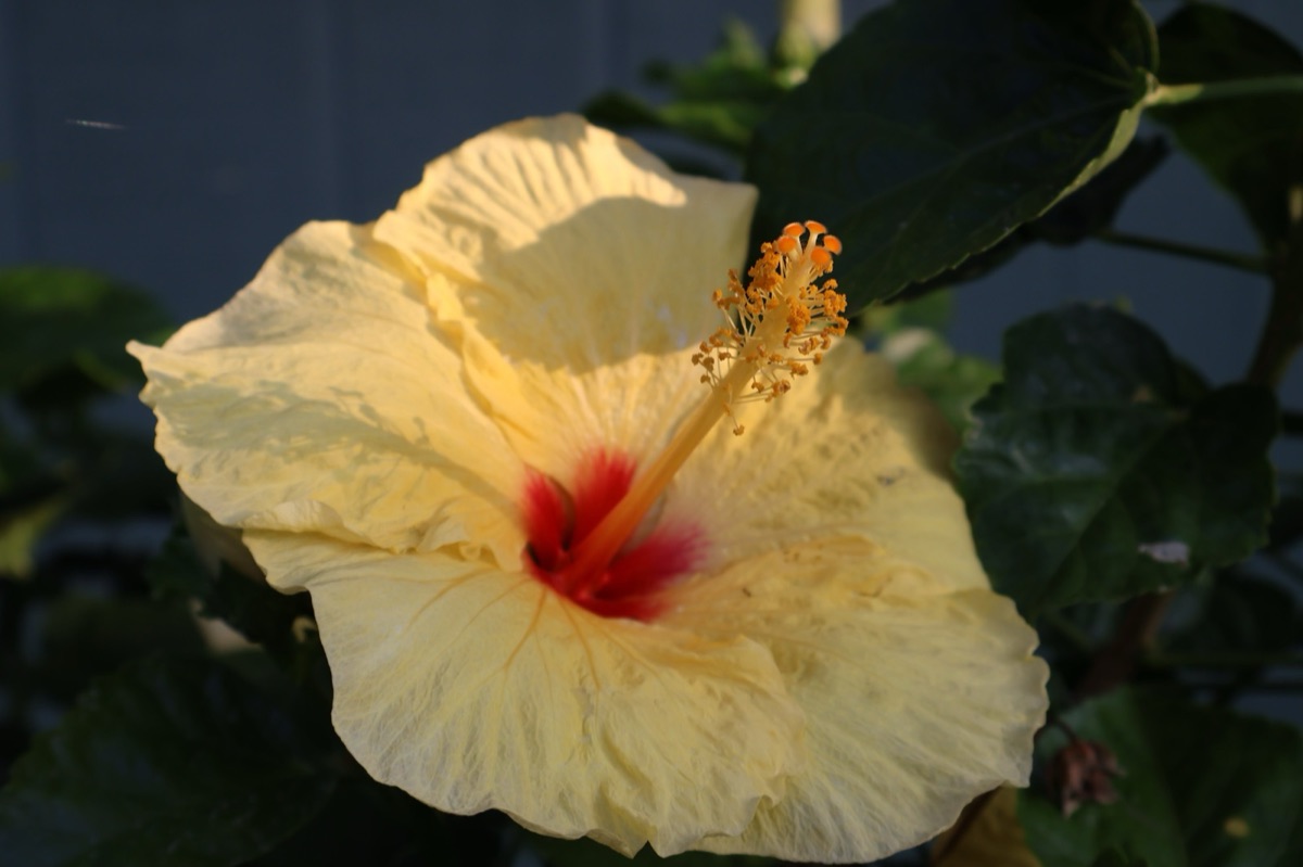 Pale yellow hibiscus with a red center