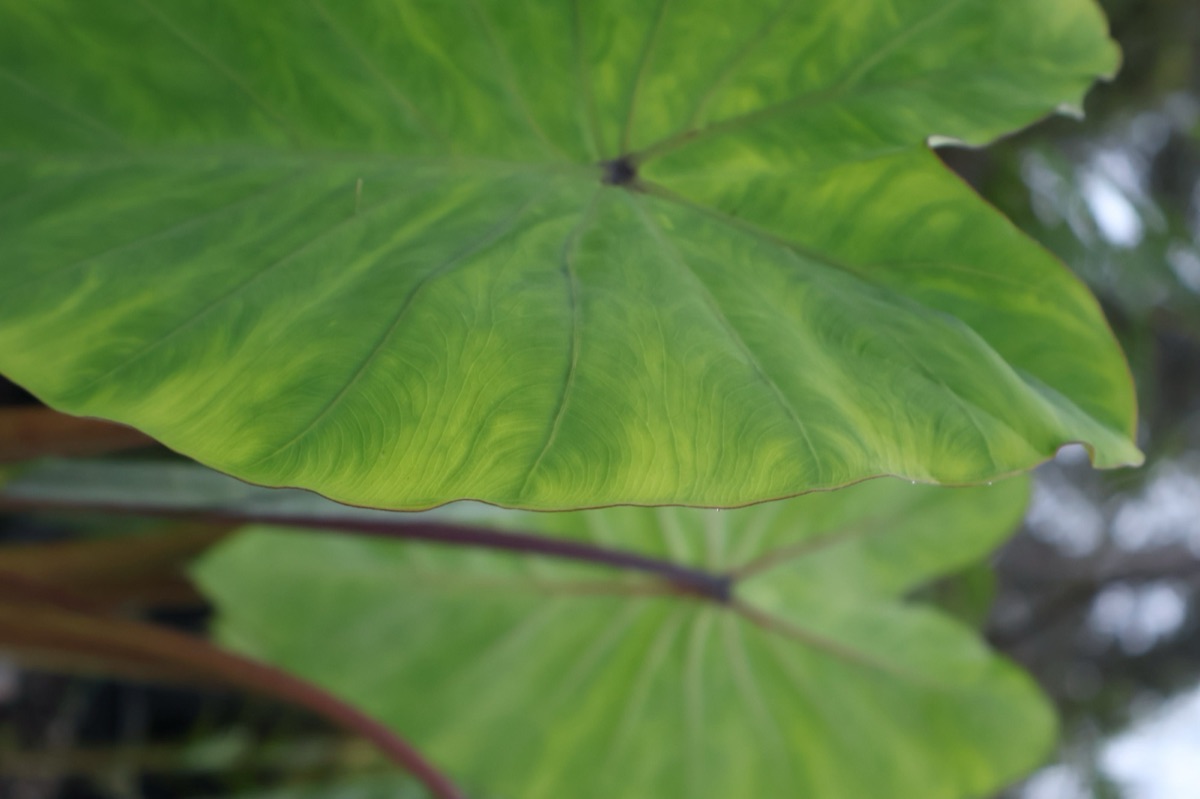 Broad green heart-shaped leaves, close up