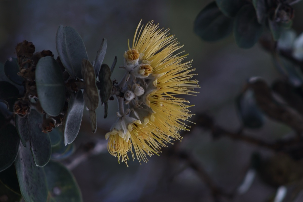 Yellow blossom with long stamens on a gray-leaved branch