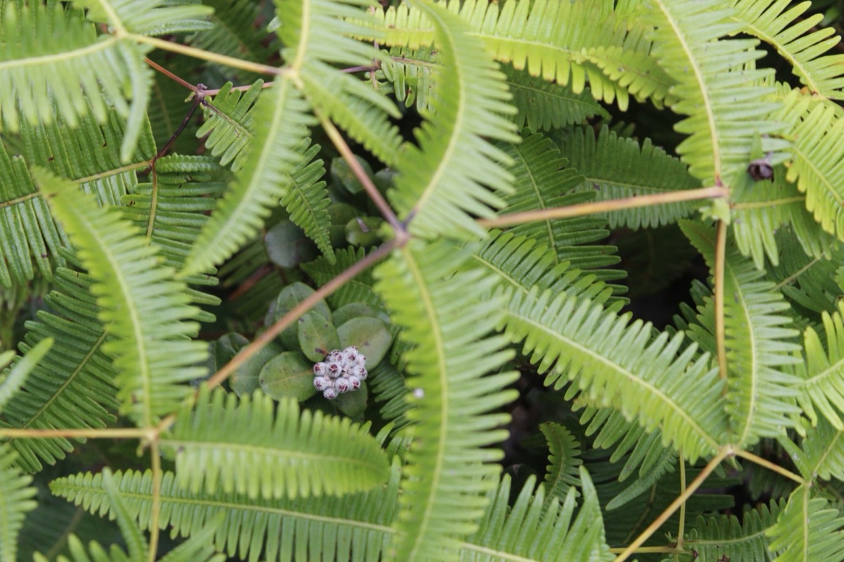 Fern fronds around a small purple flower